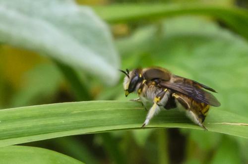 Anthidium manicatum